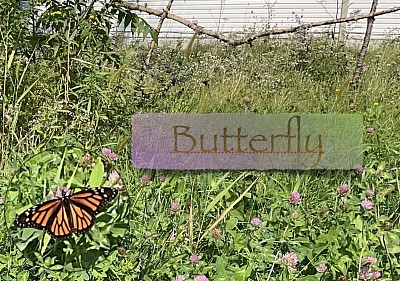 Bassetronaute, photo prise par rose-Andrée monty d’un papillon monarque